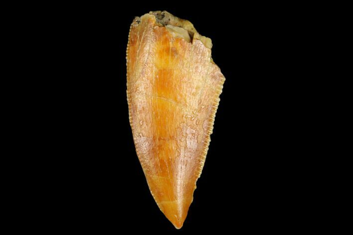 Serrated, Raptor Tooth - Real Dinosaur Tooth #178413